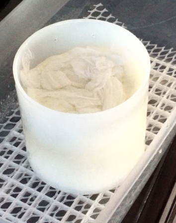 Camembert / Brie Mold